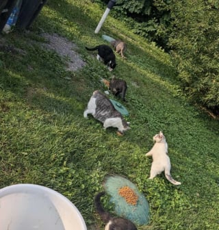 Illustration de l'article : Une épicerie locale hébergeant régulièrement des chats permet à un félin de retrouver sa famille, après plus de 9 mois de séparation