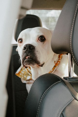 Illustration de l'article : Enfermé dans une voiture en plein pic de chaleur, ce chien était en train de convulser quand la police est venue le sauver