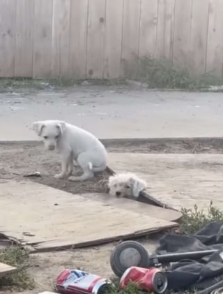 Illustration de l'article : Grâce aux bénévoles, une chienne et ses petits abandonnés près d'une décharge ne se contenteront plus jamais de déchets pour se nourrir
