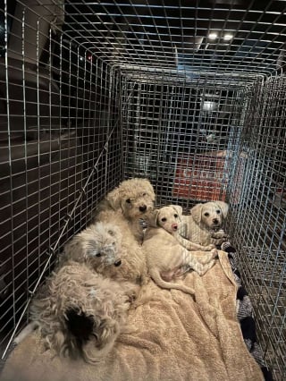 Illustration de l'article : Grâce aux bénévoles, une chienne et ses petits abandonnés près d'une décharge ne se contenteront plus jamais de déchets pour se nourrir