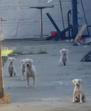 Illustration de l'article : Grâce aux bénévoles, une chienne et ses petits abandonnés près d'une décharge ne se contenteront plus jamais de déchets pour se nourrir