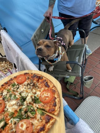 Illustration de l'article : Maltraitée pour avoir mangé de la pizza, cette chienne trouve du réconfort dans une soirée dégustation spécialement organisée pour elle par ses anges gardiens (vidéo)