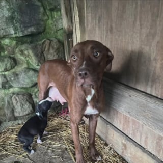 Illustration de l'article : Abandonnée sur un vieux matelas, cette chienne a sauvé ses chiots avant que la maison ne parte en fumée et attend désormais qu'on prenne soin d'elle