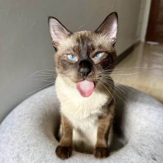 Illustration de l'article : Elle met son chat à l’épreuve avec un distributeur de friandises, mais il se montre bien plus malin que prévu (vidéo)