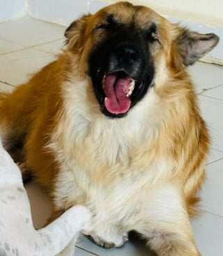 Illustration de l'article : Né aveugle mais plein de vie, ce chien ne laisse pas son handicap l'éloigner de son rêve de nouveau départ