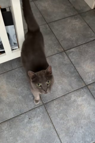 Illustration de l'article : Un chat très à l’aise entre chez des inconnus et se sert dans leur cuisine (vidéo) 