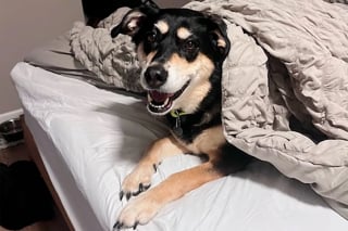 Illustration de l'article : Un homme au grand coeur fait tout pour sortir cette chienne incomprise du refuge, allant jusqu’à acheter une maison
