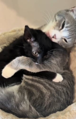 Illustration de l'article : Un chaton refusait tout contact, jusqu’au moment où cette chatte adulte l’a pris dans ses bras comme une maman (vidéo)