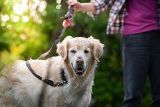 Illustration de l'article : 13 façons dont des chiens héroïques ont sauvé des vies