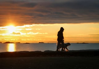 Illustration de l'article : 13 façons dont des chiens héroïques ont sauvé des vies