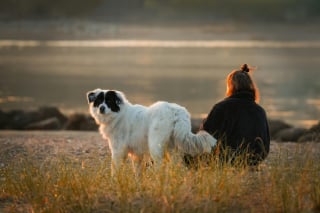 Illustration de l'article : 13 façons dont des chiens héroïques ont sauvé des vies