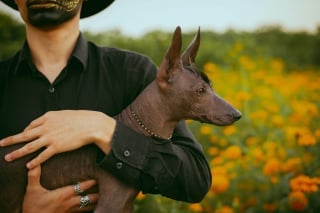 Illustration de l'article : 13 façons dont des chiens héroïques ont sauvé des vies