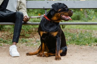 Illustration de l'article : 13 façons dont des chiens héroïques ont sauvé des vies