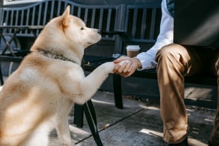 Illustration de l'article : 13 façons dont des chiens héroïques ont sauvé des vies