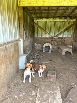Illustration de l'article : Sauvetage de 148 chiens enfermés et affamés découverts dans un élevage illégal organisé sur 2 sites