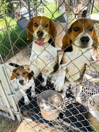 Illustration de l'article : Sauvetage de 148 chiens enfermés et affamés découverts dans un élevage illégal organisé sur 2 sites