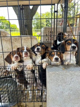Illustration de l'article : Sauvetage de 148 chiens enfermés et affamés découverts dans un élevage illégal organisé sur 2 sites