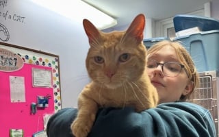 Illustration de l'article : « Tout ce qu’il voulait c’était que quelqu’un tombe amoureux de lui » : après des mois d’attente, un chat atteint du FIV rencontre enfin son âme sœur