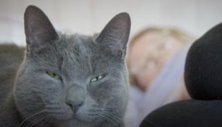 Illustration de l'article : En détectant à l’avance les malaises cardiaques de sa maîtresse, ce chat héroïque lui évite bien des blessures (vidéo)