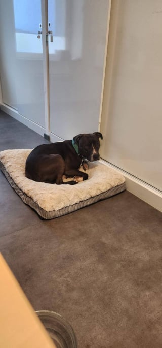 Illustration de l'article : Sauvé de l’euthanasie, ce chien devient la mascotte de la mairie en attendant sa famille pour la vie