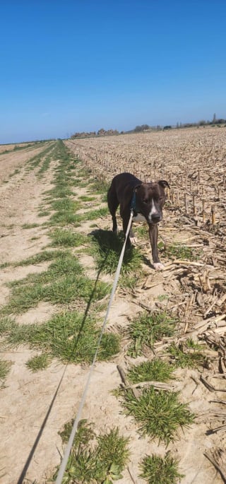 Illustration de l'article : Sauvé de l’euthanasie, ce chien devient la mascotte de la mairie en attendant sa famille pour la vie