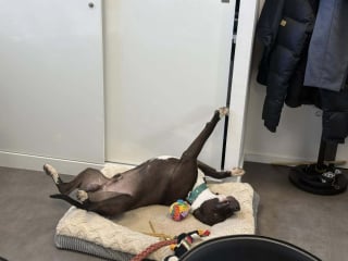 Illustration de l'article : Sauvé de l’euthanasie, ce chien devient la mascotte de la mairie en attendant sa famille pour la vie