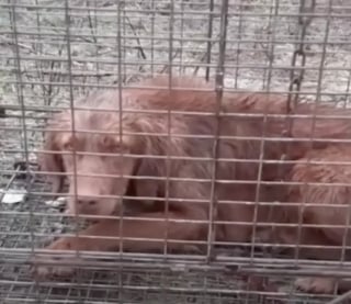 Illustration de l'article : Terrorisée à l’idée de sortir, cette chienne a trouvé le courage de revivre grâce à ses frères et soeurs à 4 pattes (vidéo)