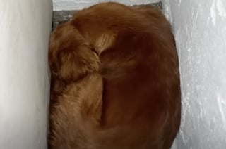 Illustration de l'article : Terrorisée à l’idée de sortir, cette chienne a trouvé le courage de revivre grâce à ses frères et soeurs à 4 pattes (vidéo)