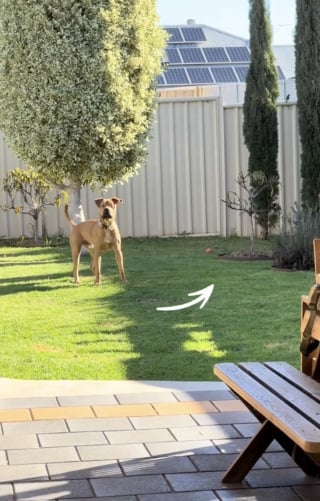 Illustration de l'article : Toujours présente pour son meilleur ami aveugle, cette gentille chienne l’aide à retrouver ses jouets (vidéo)