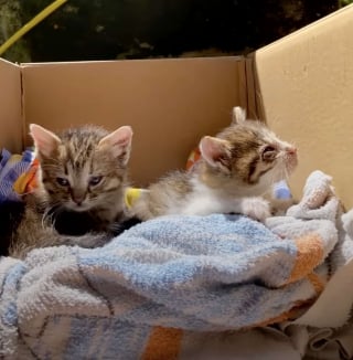 Illustration de l'article : Après le passage d’une tempête, il trouve 2 chatons trempés et craintifs qui deviennent ses fidèles compagnons d’aventures