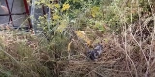 Illustration de l'article : Après le passage d’une tempête, il trouve 2 chatons trempés et craintifs qui deviennent ses fidèles compagnons d’aventures