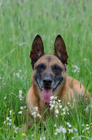 Illustration de l'article : Le bourreau du Malinois enfermé dans une cave et amputé a été condamné par la justice