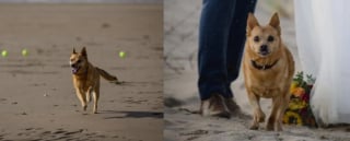 Illustration de l'article : Après la perte de son chien, une femme place un coffre sur la plage en son honneur renfermant tous ses jouets pour que les autres chiens en profitent