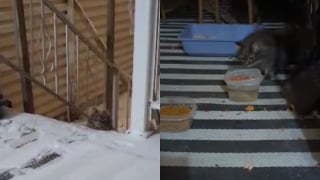 Illustration de l'article : Découvert errant en pleine tempête de neige, ce magnifique chat tigré obtient l’aide d’une famille bienveillante