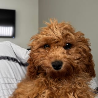 Illustration de l'article : Il dépose son chien chez le toiletteur et ne cesse de rire face à sa nouvelle coupe atypique quand il le récupère (vidéo)