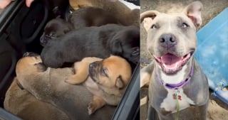 Illustration de l'article : Séparé de sa famille après son sauvetage au bord d'une route, un chien la retrouve le temps d'une fête inoubliable autour de la piscine