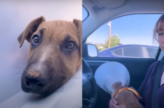 Illustration de l'article : Séparé de sa famille après son sauvetage au bord d'une route, un chien la retrouve le temps d'une fête inoubliable autour de la piscine