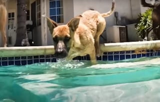 Illustration de l'article : Séparé de sa famille après son sauvetage au bord d'une route, un chien la retrouve le temps d'une fête inoubliable autour de la piscine