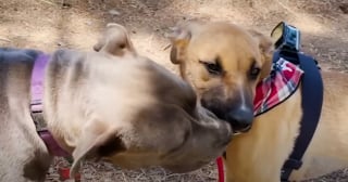 Illustration de l'article : Séparé de sa famille après son sauvetage au bord d'une route, un chien la retrouve le temps d'une fête inoubliable autour de la piscine