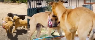 Illustration de l'article : Séparé de sa famille après son sauvetage au bord d'une route, un chien la retrouve le temps d'une fête inoubliable autour de la piscine