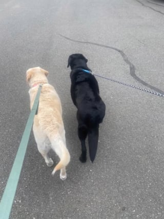 Illustration de l'article : "C'est tellement triste qu'ils soient autant négligés", 2 Labradors enfermés en refuge depuis plusieurs années, découvrent enfin leur nouvelle maman et lui font la fête (vidéo)