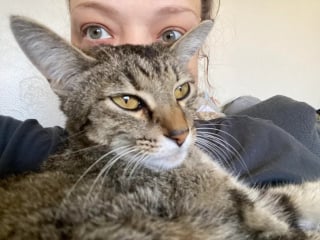 Illustration de l'article : 5 semaines après son énigmatique disparition, une chatte rentre chez elle tout aussi mystérieusement, amaigrie mais saine et sauve