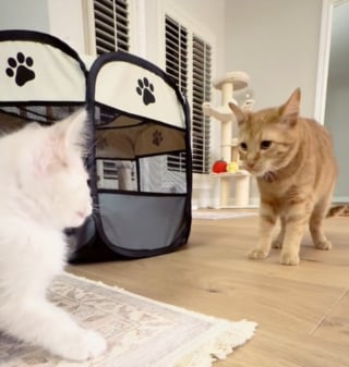 Illustration de l'article : Après un premier face-à-face plein de curiosité et de méfiance, une chatte profite de la sieste de sa nouvelle petite soeur pour lui manifester son affection (vidéo) 