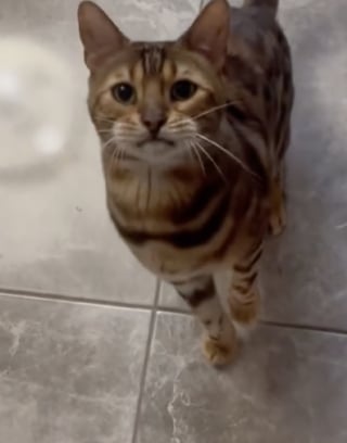 Illustration de l'article : Ce chat Bengal à la voix de chanteur rock agit littéralement comme un chien : s’asseoir, se coucher ou encore donner la patte (vidéo)