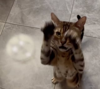 Illustration de l'article : Ce chat Bengal à la voix de chanteur rock agit littéralement comme un chien : s’asseoir, se coucher ou encore donner la patte (vidéo)