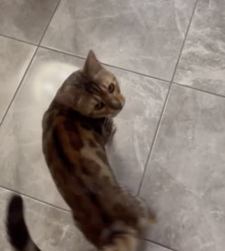 Illustration de l'article : Ce chat Bengal à la voix de chanteur rock agit littéralement comme un chien : s’asseoir, se coucher ou encore donner la patte (vidéo)