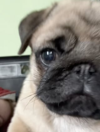 Illustration de l'article : Un adorable chiot Carlin découvre son reflet sur le téléphone de sa maîtresse et ne comprend pas ce qu'il voit (vidéo)