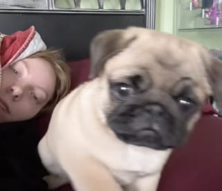 Illustration de l'article : Un adorable chiot Carlin découvre son reflet sur le téléphone de sa maîtresse et ne comprend pas ce qu'il voit (vidéo)