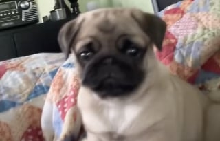 Illustration de l'article : Un adorable chiot Carlin découvre son reflet sur le téléphone de sa maîtresse et ne comprend pas ce qu'il voit (vidéo)