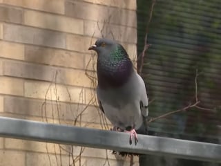 Illustration de l'article : Une femme endeuillée trouve du réconfort dans l’amitié inattendue entre son chien et un pigeon (vidéo)